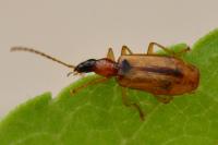 Demetrias atricapillus