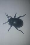 Timarcha tenebricosa