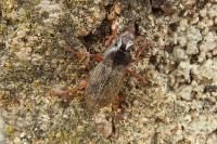 Pseudoophonus rufipes