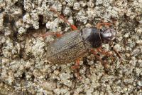 Pseudoophonus rufipes