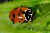 Hippodamia variegata