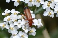 Rhagonycha fulva