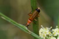 Rhagonycha fulva