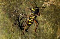 Xylotrechus arvicola