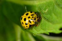 Psyllobora vigintiduopunctata