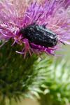Oxythyrea funesta