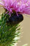 Oxythyrea funesta