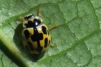 Propylea quatuordecimpunctata