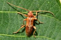 Trichoferus pallidus