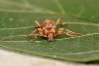 Trichoferus pallidus