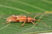 Trichoferus pallidus