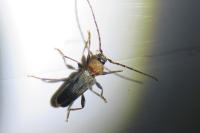 Phymatodes testaceus