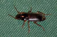 Pseudoophonus rufipes