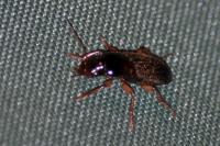 Pseudoophonus rufipes