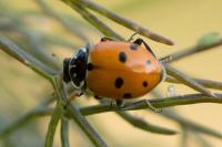 Hippodamia variegata