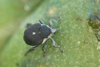 Mononychus punctumalbum