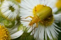 Cteniopus sulphureus