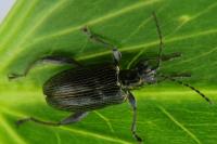 Plateumaris