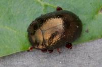 Chrysolina bankii