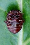 Chrysolina bankii
