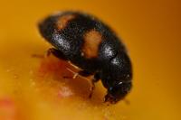 Nephus quadrimaculatus