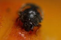 Nephus quadrimaculatus