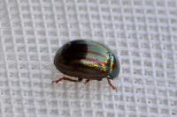 Chrysolina americana
