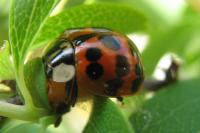 Harmonia axyridis