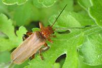 Cantharis livida