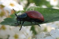 Chrysomela populi