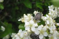 Oxythyrea funesta