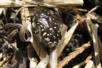 Oxythyrea funesta