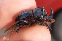 Copris lunaris