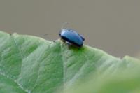 Psylliodes