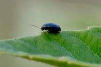 Psylliodes