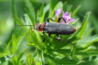 Cantharis rustica