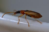 Demetrias atricapillus