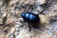 Anoplotrupes stercorosus