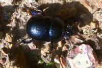 Anoplotrupes stercorosus