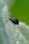 Psylliodes