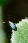 Psylliodes