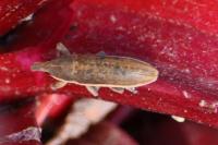 Lixus ochraceus