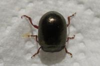 Chrysolina bankii