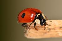 Adalia bipunctata