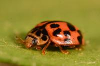 Oenopia conglobata