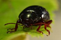 Chrysolina bankii