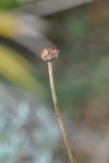 Coccinella septempunctata