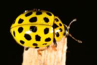 Psyllobora vigintiduopunctata