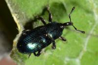 Aulacobaris coerulescens