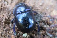 Anoplotrupes stercorosus